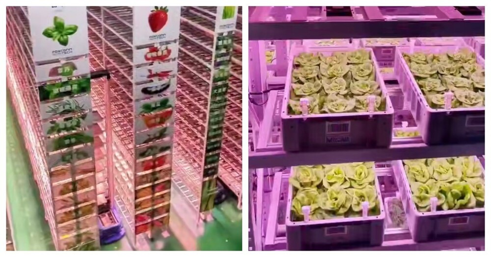 Ферма будущего в Китае