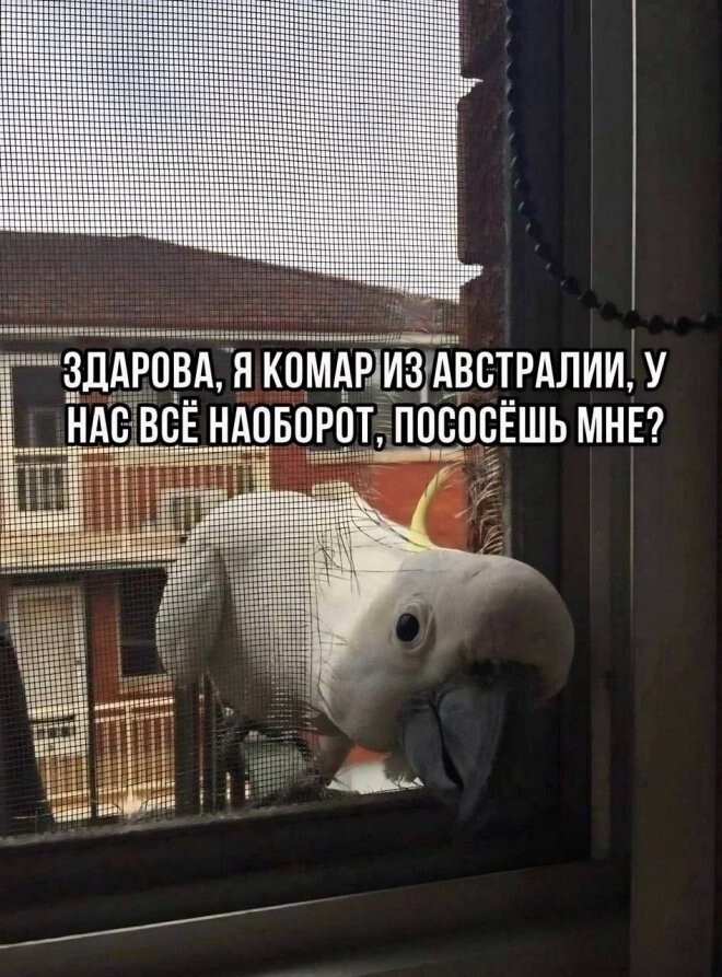 Весёлые баяны