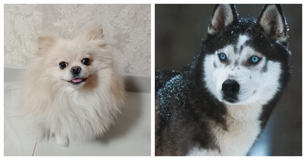 Помесь померанского шпица и хаски