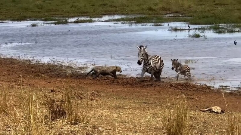 Зебра с детенышем отбились от леопарда