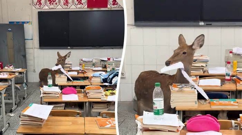 Олень забрёл в китайскую школу и съел домашнее задание ученика