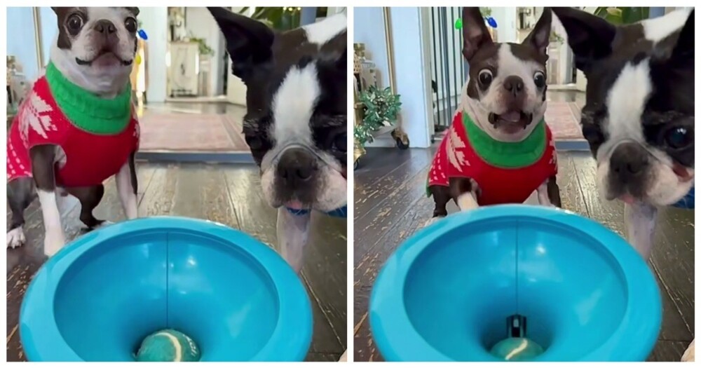 Пёс любит ловить мячик