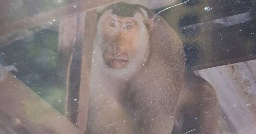 В Таиланде дикая мартышка загрызла пенсионера