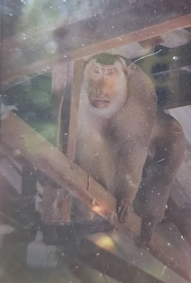 В Таиланде дикая мартышка загрызла пенсионера