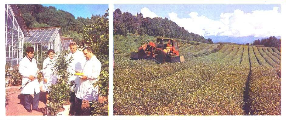 Почему Грузия так богато жила при СССР? Объясняю по-простому Почему Грузия так богато жила при СССР? Объясняю по-простому