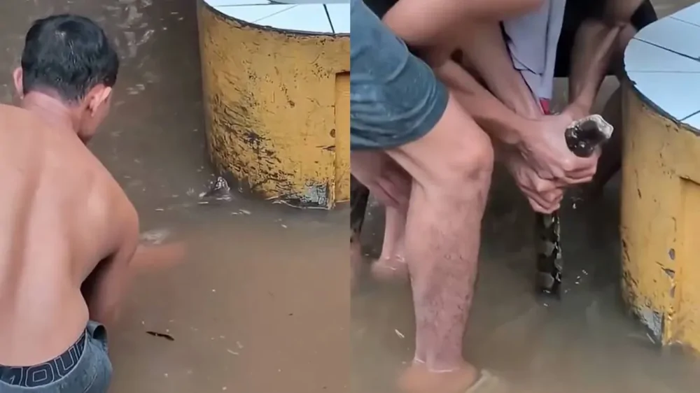 В Таиланде поймали гигантского питона на затопленной улице