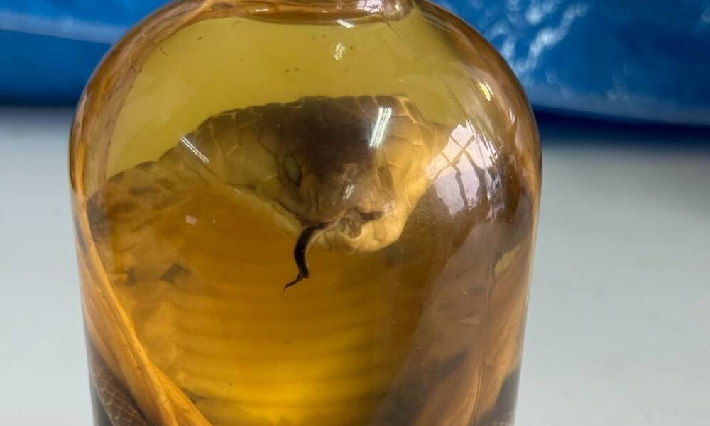 Россиянка попыталась ввезти из Вьетнама вино с настоящей коброй внутри