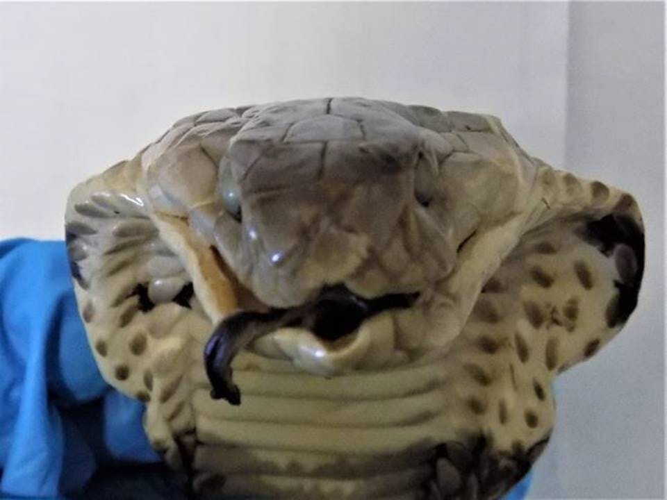 Россиянка попыталась ввезти из Вьетнама вино с настоящей коброй внутри