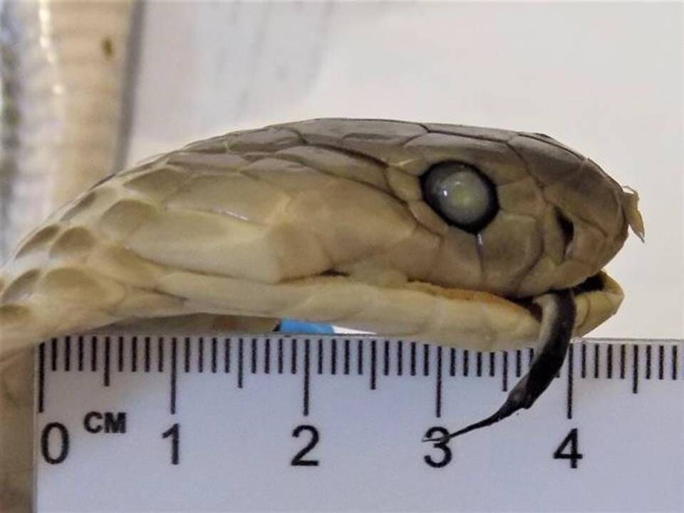 Россиянка попыталась ввезти из Вьетнама вино с настоящей коброй внутри