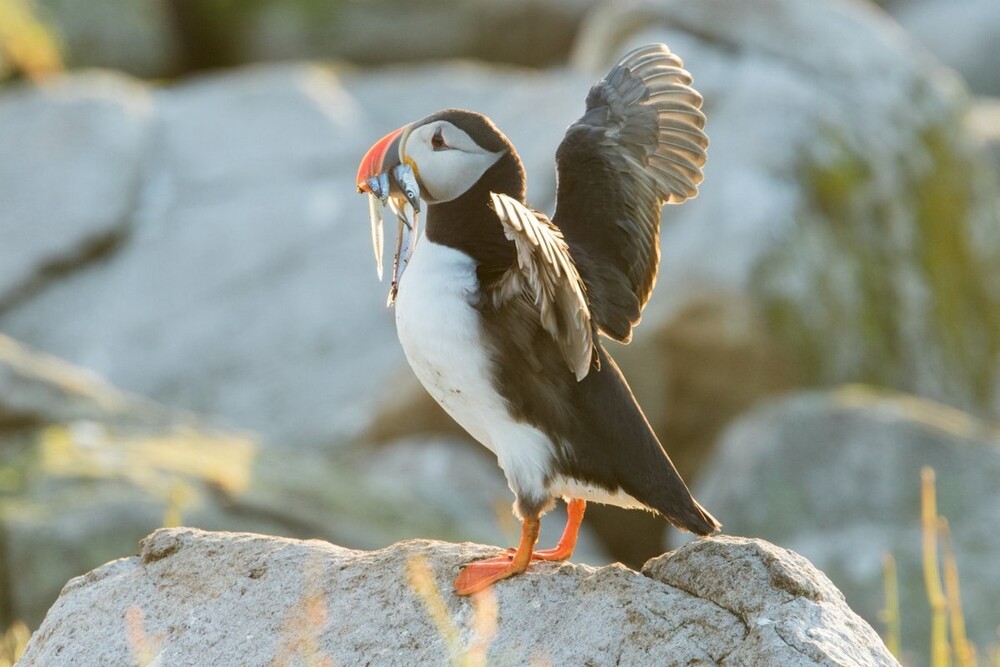 На общую тему 