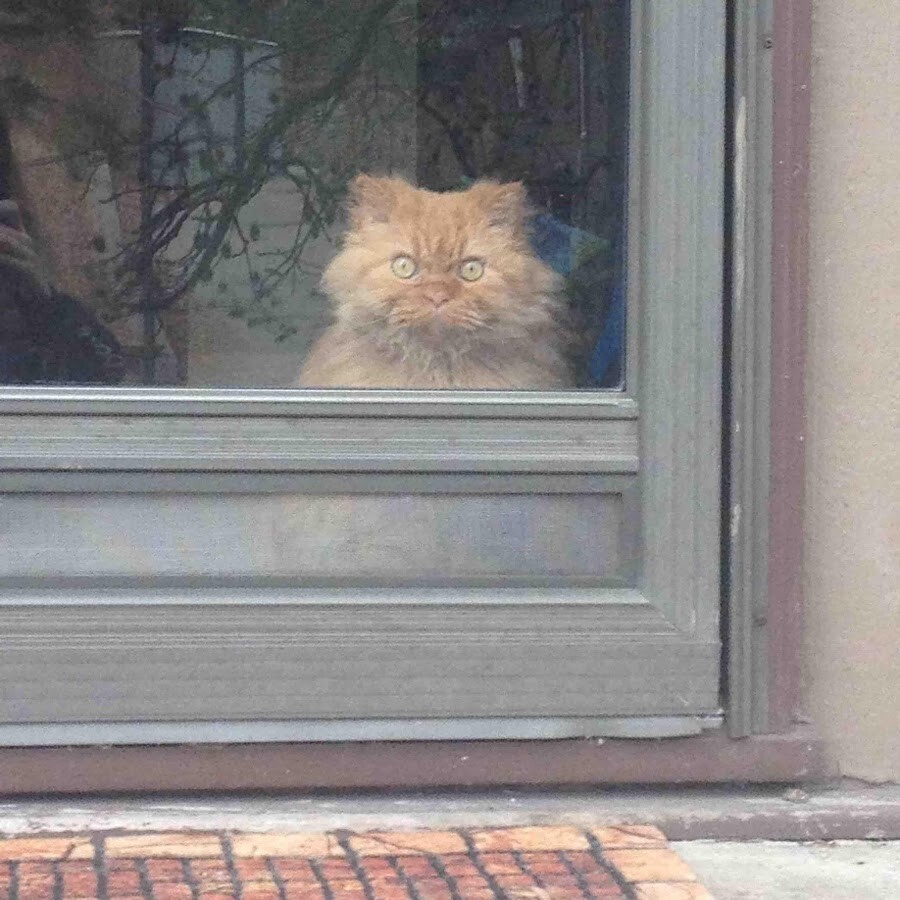 4. Все мы немного котики плохого настроения