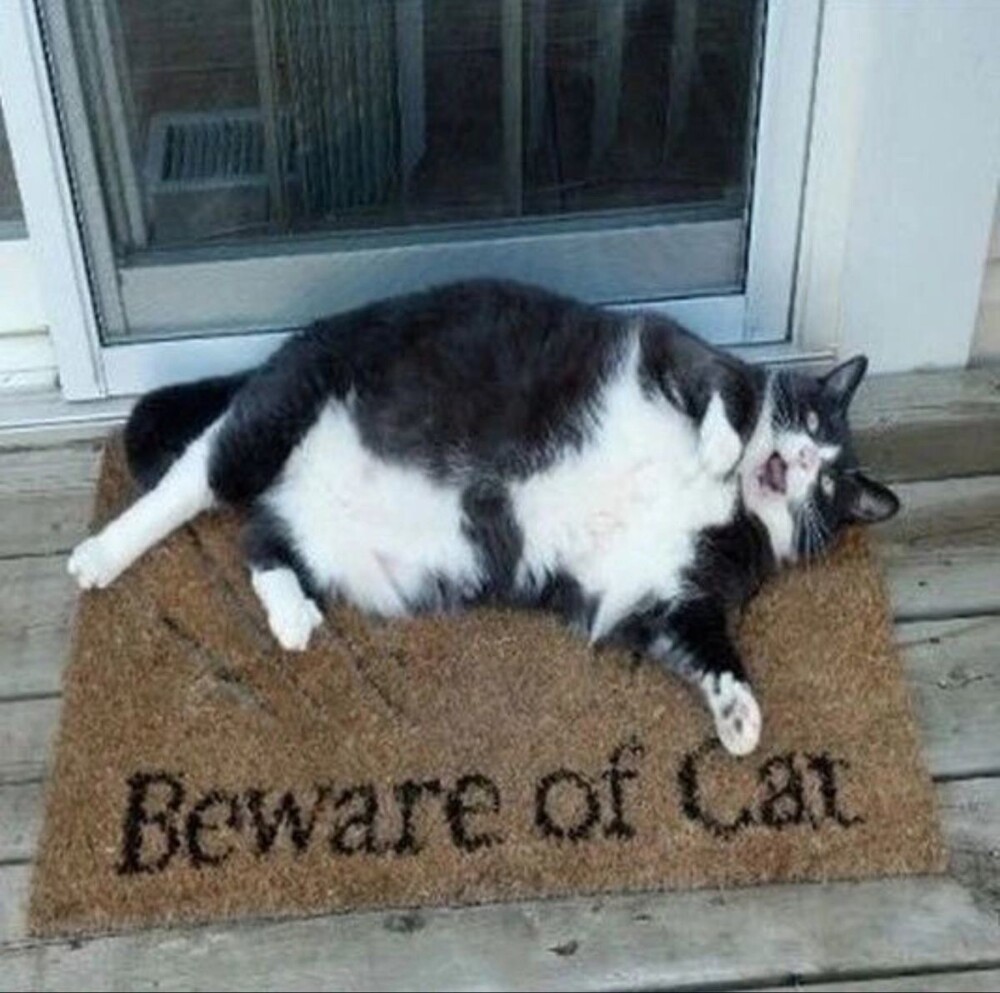 1. Берегитесь котика