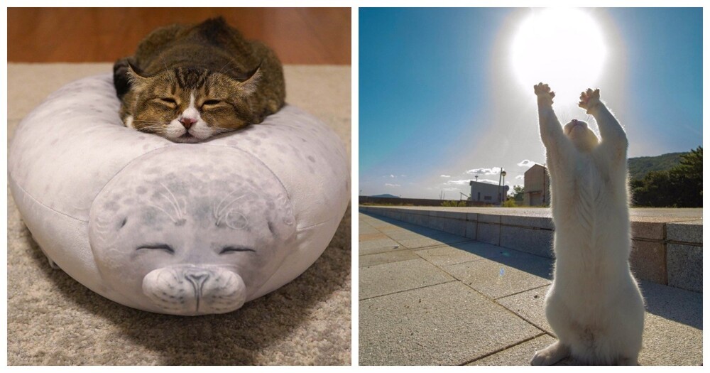 20 проверенных приёмов кототерапии, которые избавят от стресса и подарят заряд энергии