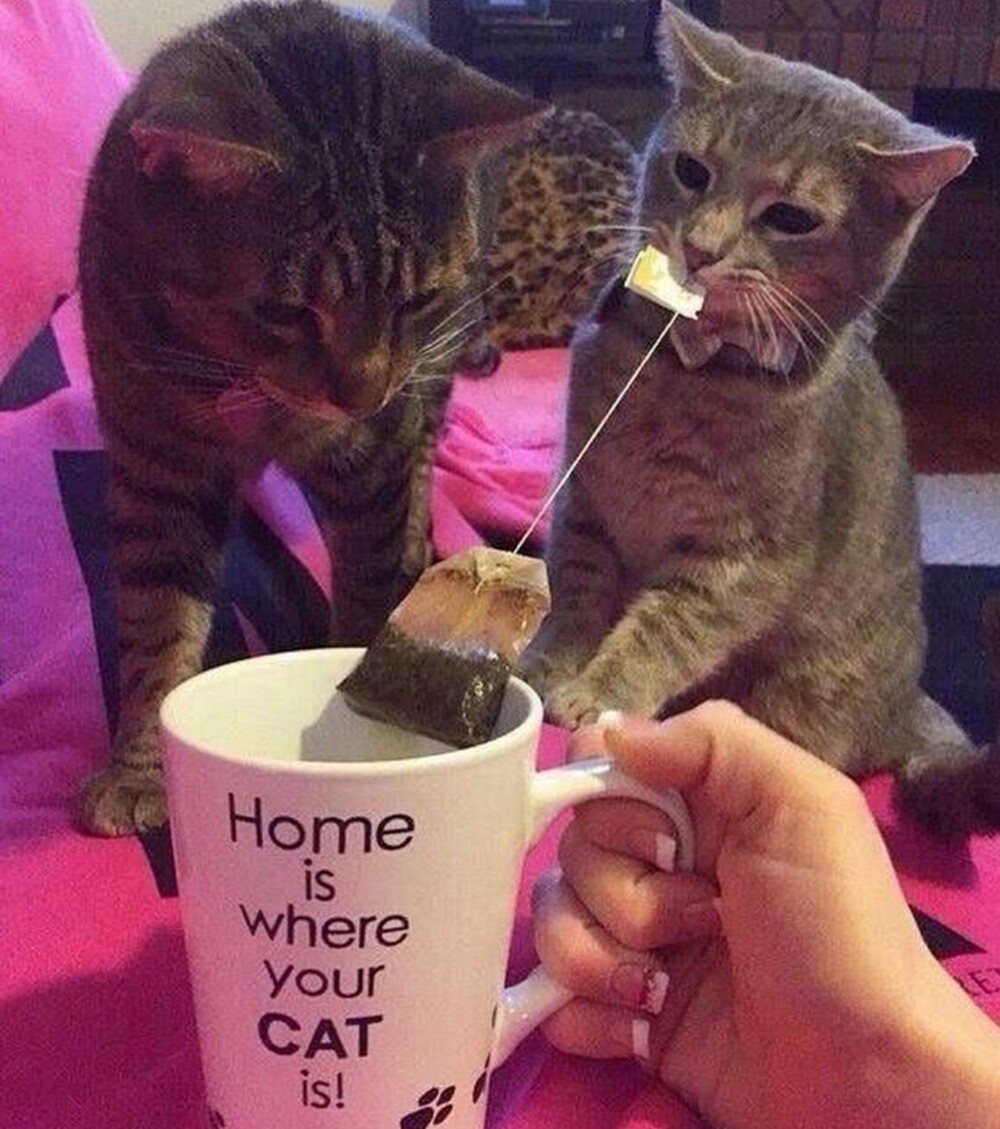 5. Это моя добыча!