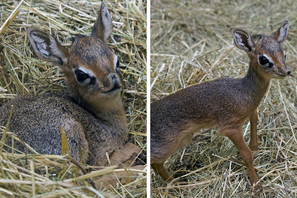 Дикдик: реальный зверь из Африки