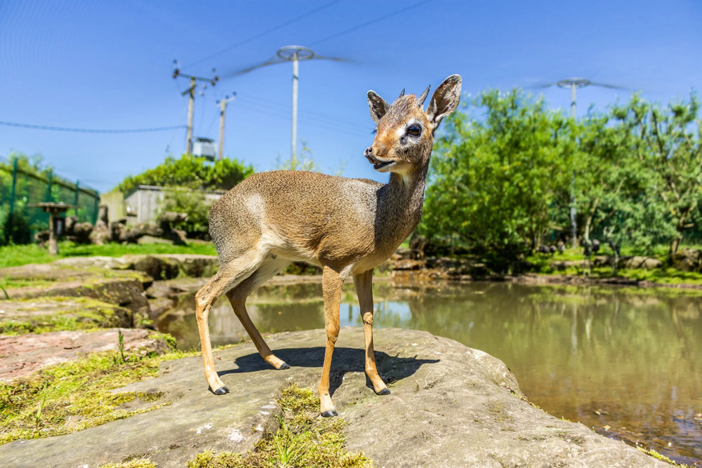 Дикдик: реальный зверь из Африки