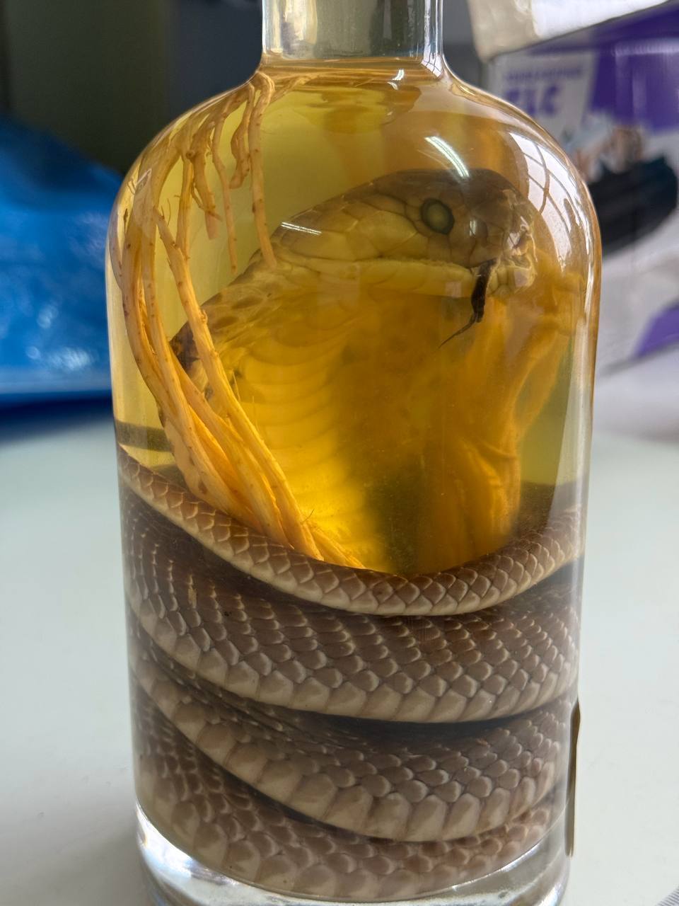 Россиянка попыталась ввезти из Вьетнама вино с настоящей коброй внутри