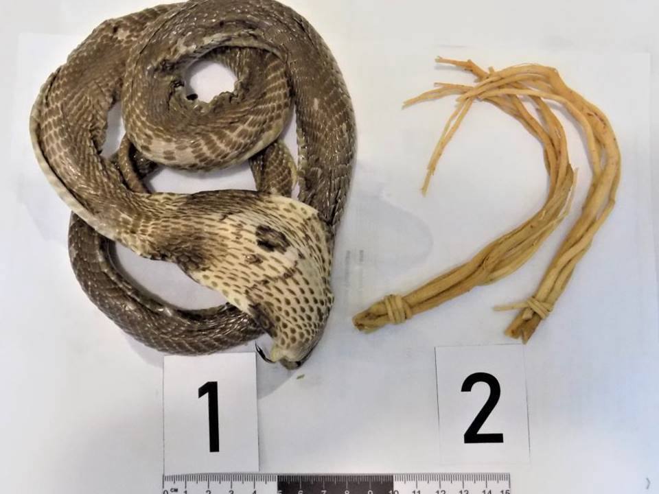 Россиянка попыталась ввезти из Вьетнама вино с настоящей коброй внутри