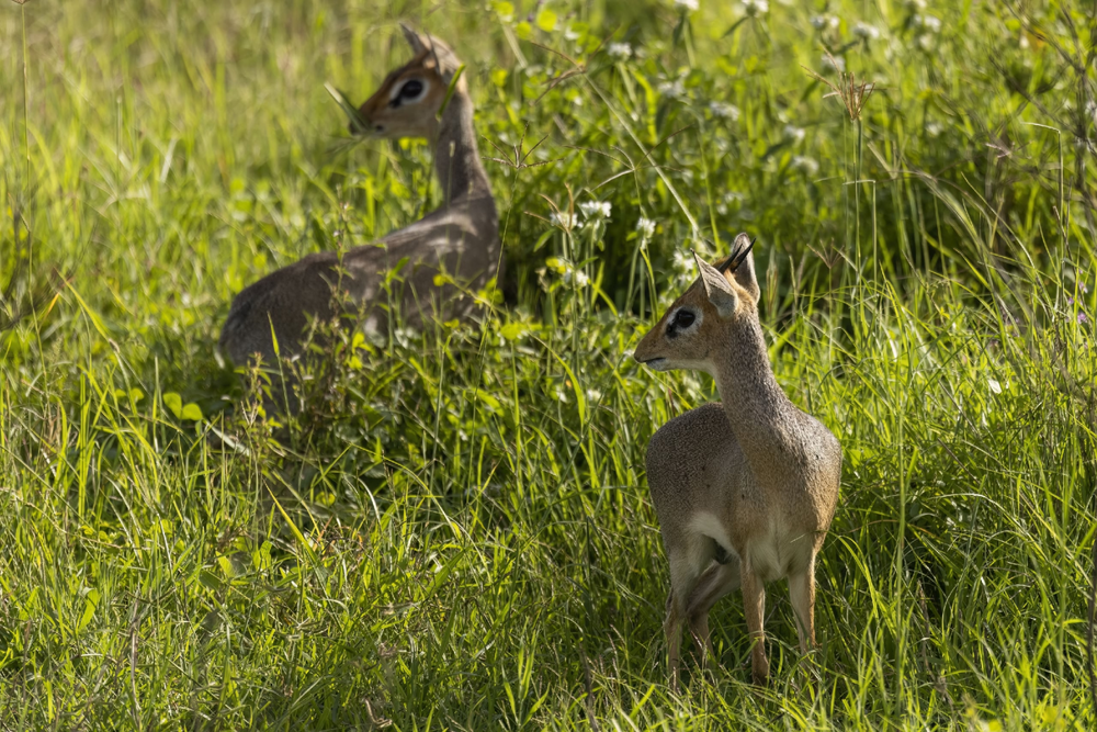 Дикдик: реальный зверь из Африки