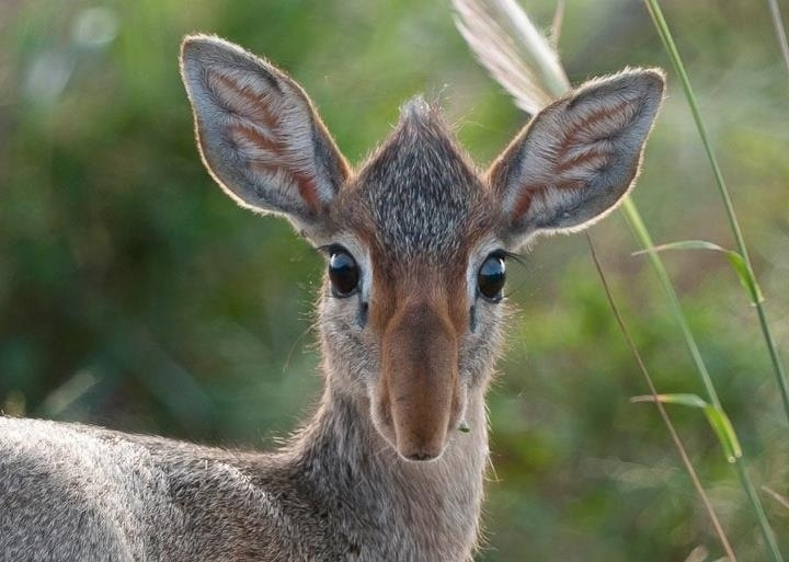 Дикдик: реальный зверь из Африки