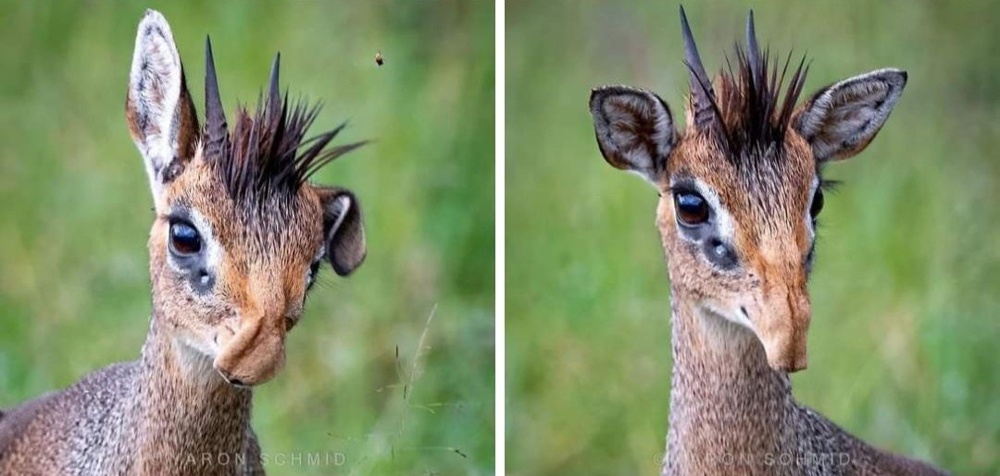 Дикдик: реальный зверь из Африки