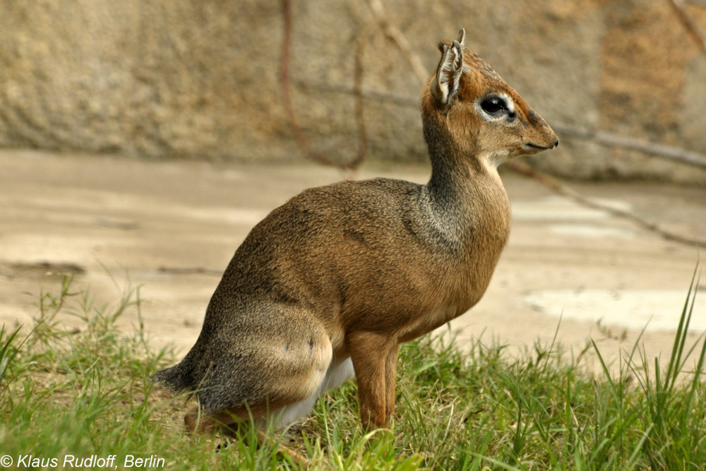 Дикдик: реальный зверь из Африки