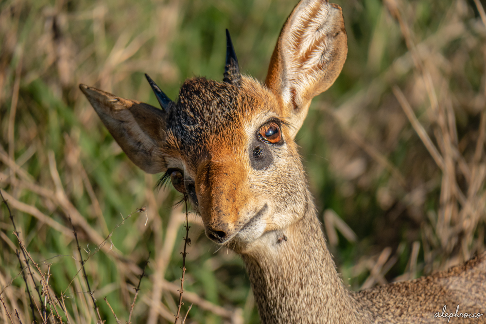 Дикдик: реальный зверь из Африки