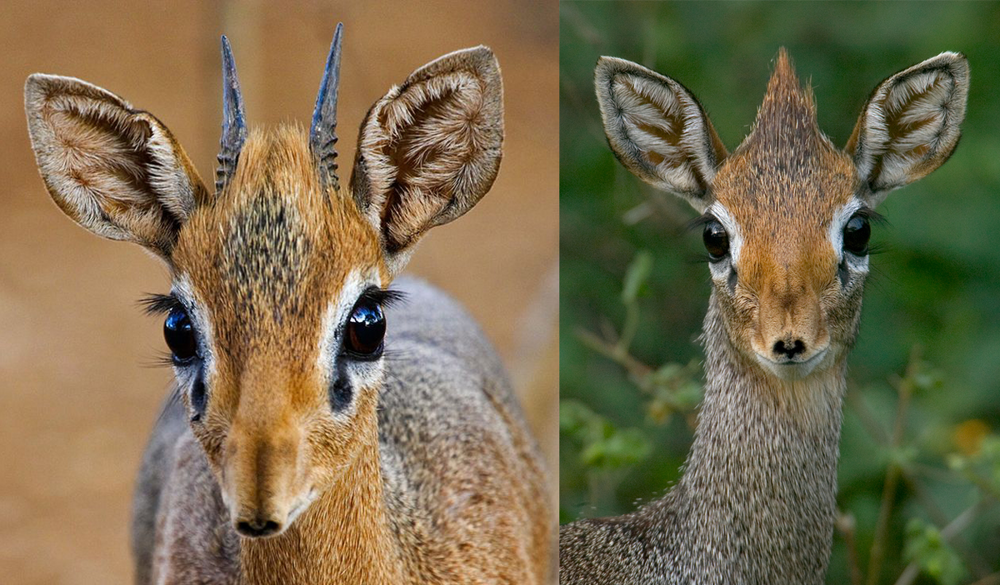 Дикдик: реальный зверь из Африки