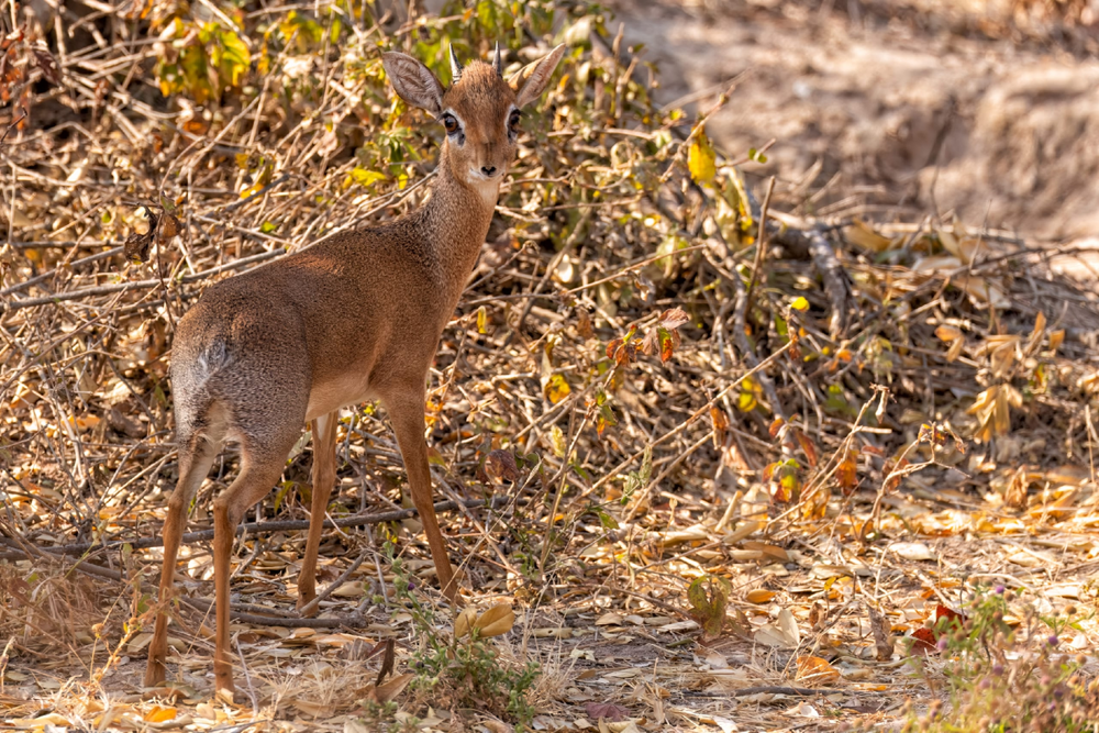 Дикдик: реальный зверь из Африки