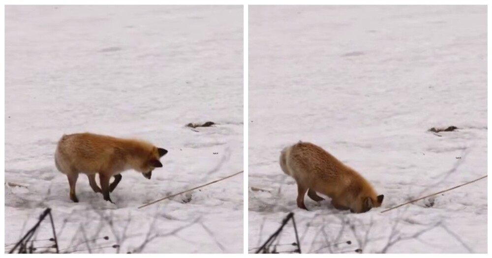 Лиса охотится на грызуна