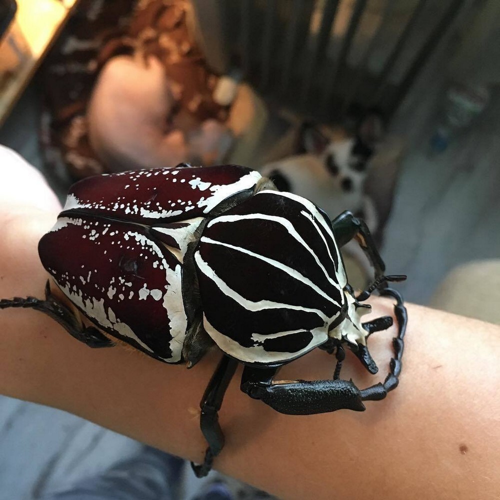 На общую тему 