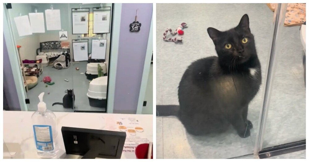 Кот каждый день садился у двери, ожидая своих будущих хозяев