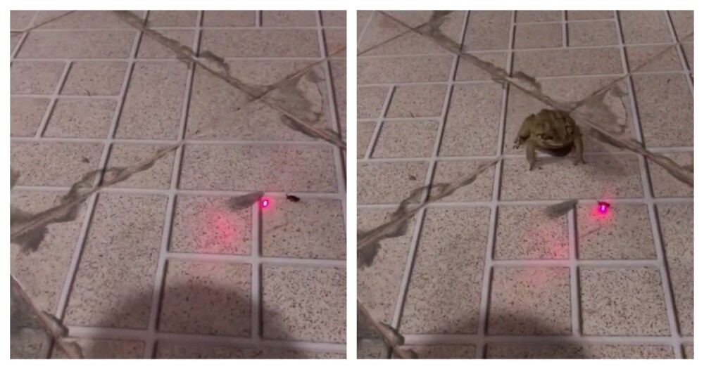 Жаба с лазерным наведением