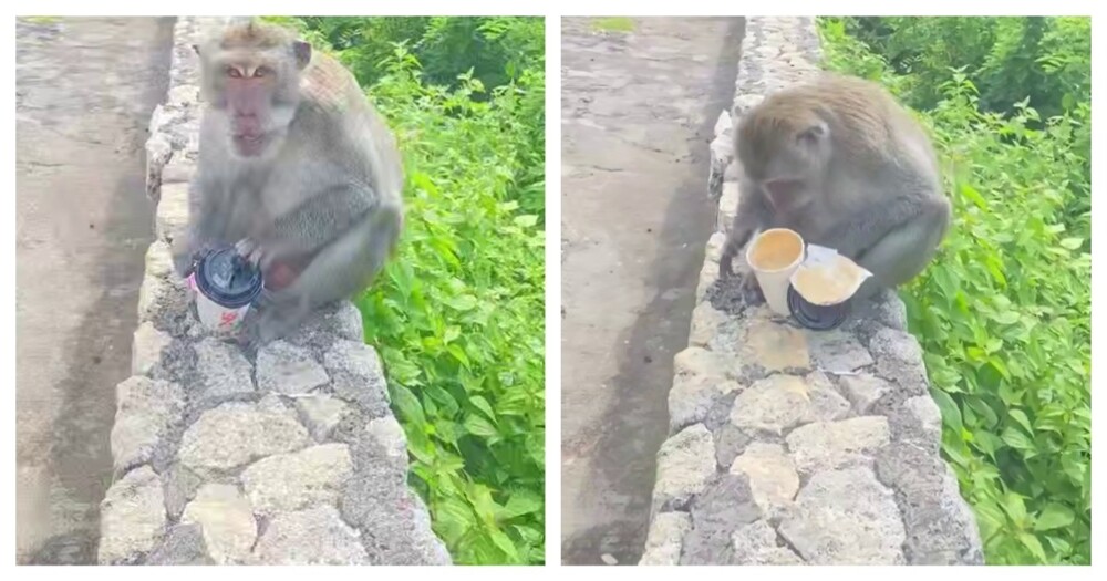 Обезьяна украла стакан с кофе и поплатилась за это