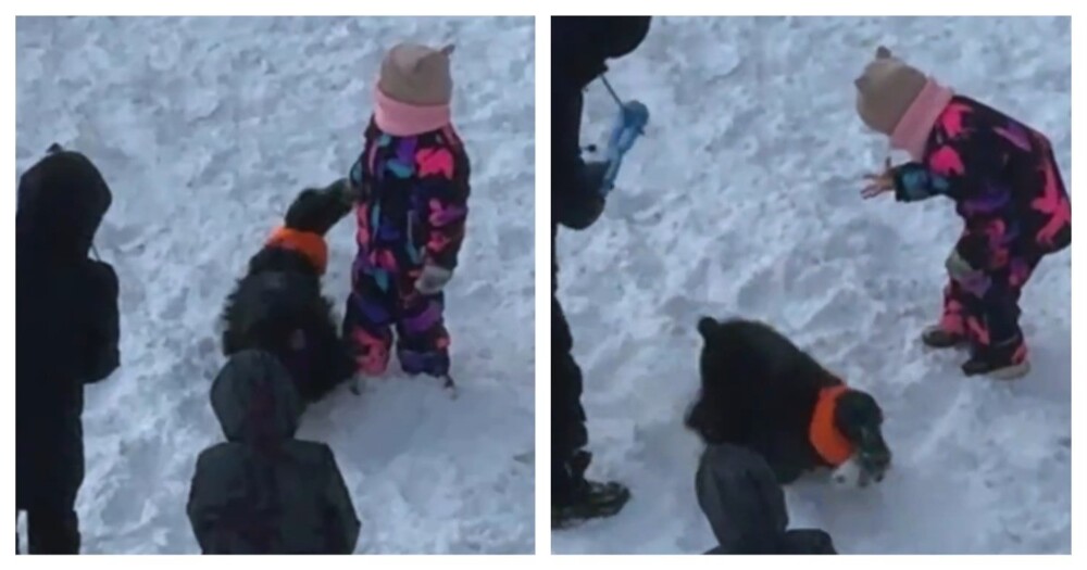 Озорной пёс навёл суету