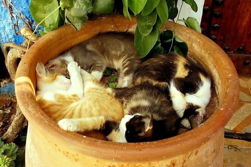 6. Горшечные котения