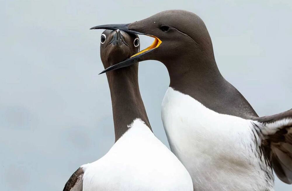 Фото-победитель в номинации «Птицы»