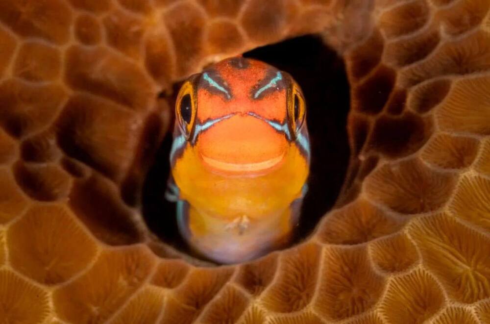 Лучшее фото в номинации «Рыбы и другие подводные обитатели»