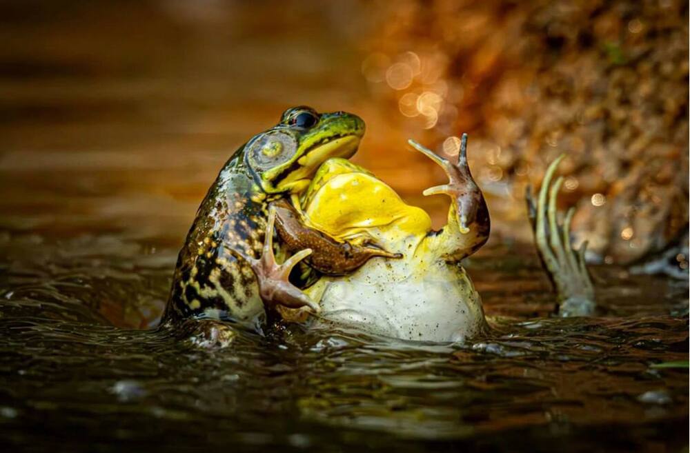 Лучшее фото в номинации «Амфибии, рептилии и насекомые»