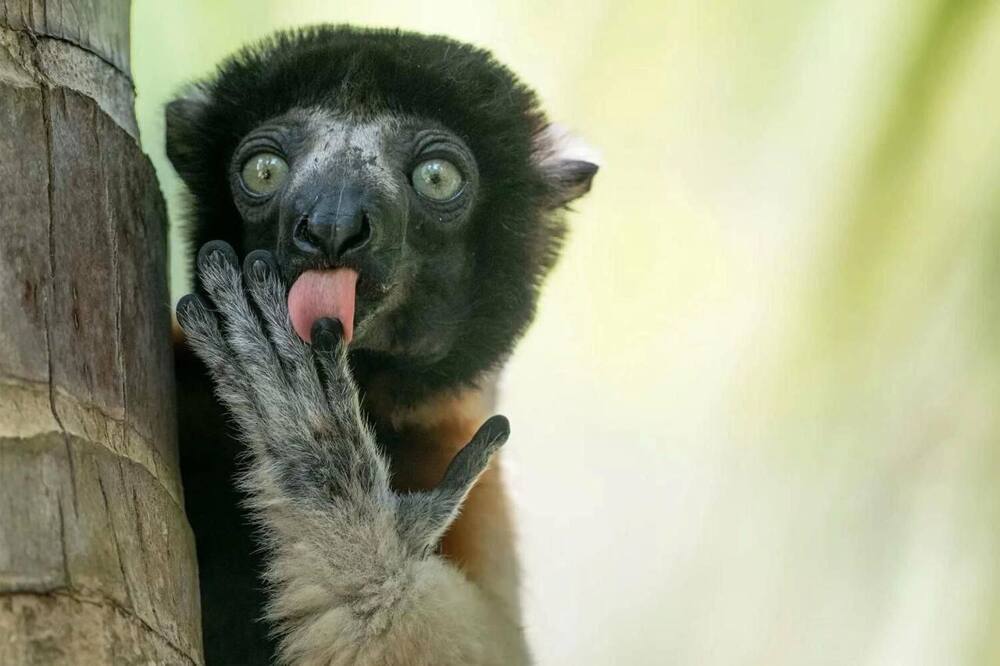 Снимок танцующего детёныша гориллы победил на конкурсе самых забавных фото животных