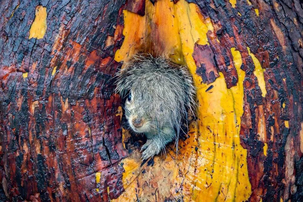 Снимок танцующего детёныша гориллы победил на конкурсе самых забавных фото животных