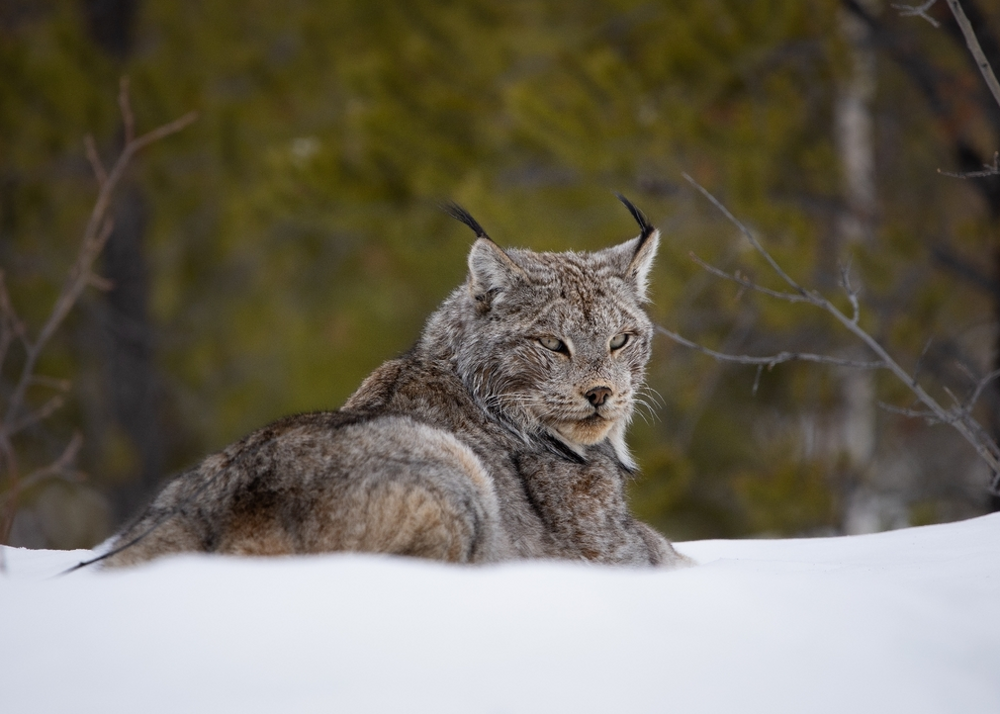Канадская рысь