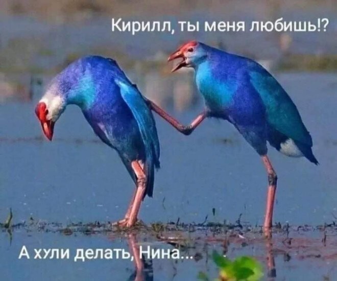 Смешные картинки