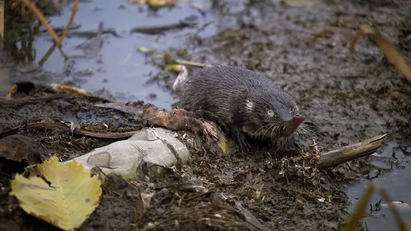 Пиренейская выхухоль: Похож на ошибку эволюции, но это идеальный водный хищник!