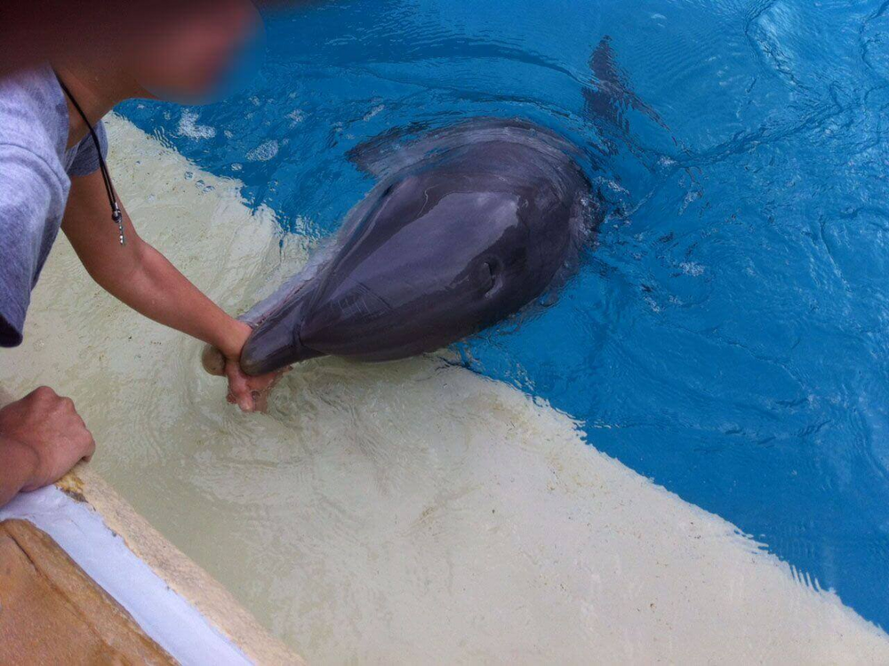 Афалины: Тёмные секреты прекрасных дельфинов