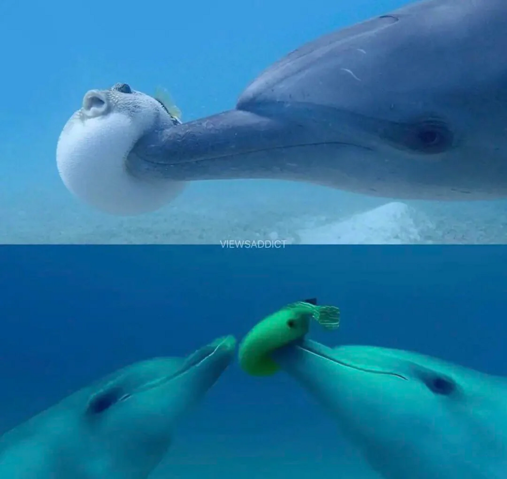 Афалины: Тёмные секреты прекрасных дельфинов