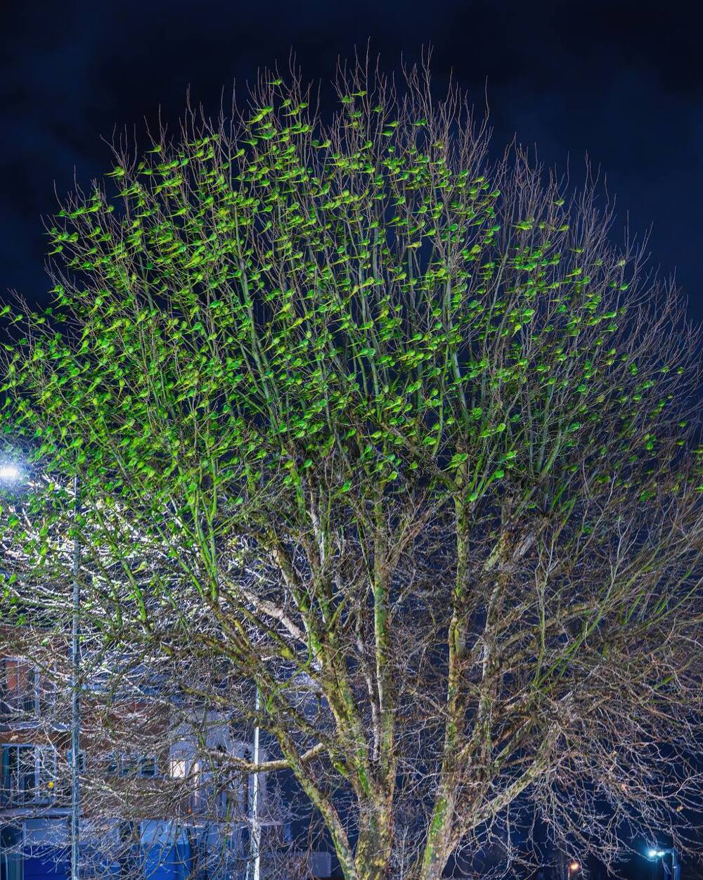 Попугаи облепили деревья в Лондоне