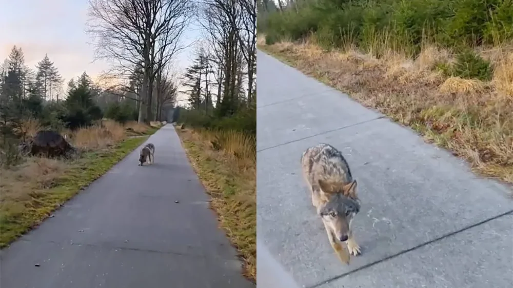 В Нидерландах волк преследовал туристов во время прогулки