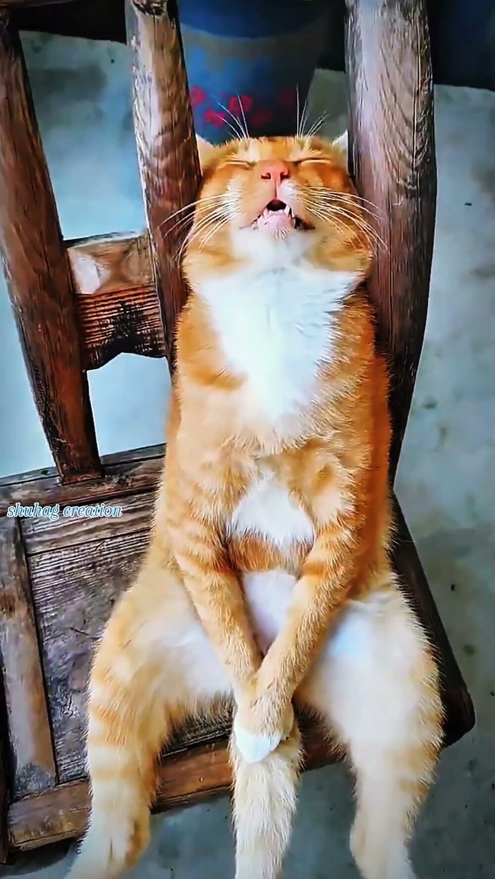 Забавные животные. ч.2