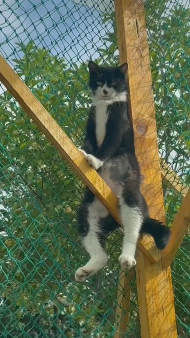 Забавные животные. ч.2